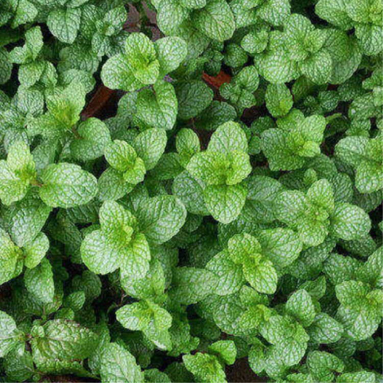 食用香草薄荷 盆栽花卉 香水薄荷苗/香蜂草苗 提神养脑种子 香水薄荷