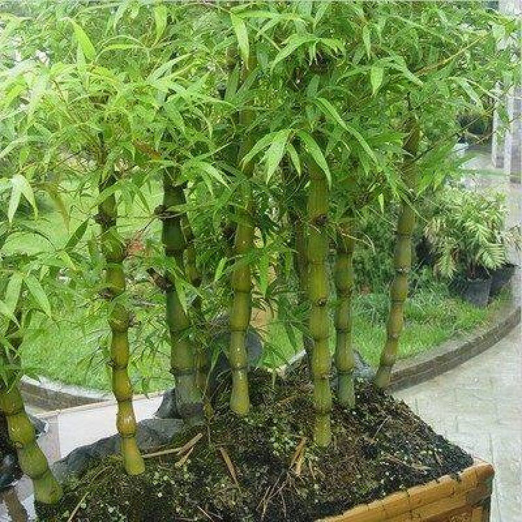 佛肚竹佛竹罗汉竹盆景葫芦竹子青竹室内庭院花卉盆栽植物十颗 三年苗