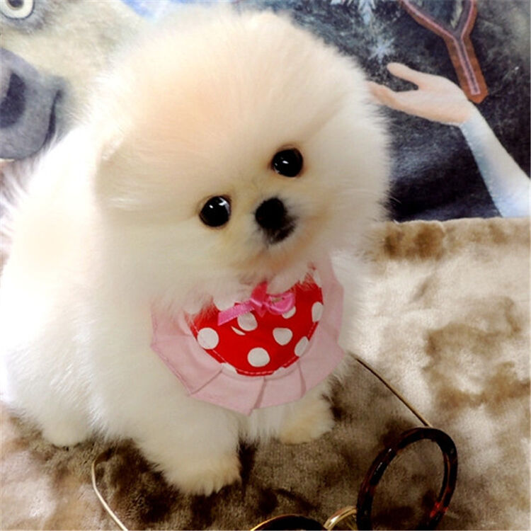 哈多利球体博美犬幼犬活体 白色小型俊介犬小幼崽宠物狗狗纯种博美