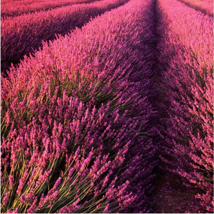 法国普罗旺斯薰衣草 狭叶薰衣草玫瑰薰衣草种苗 英国玫瑰薰衣草一斤