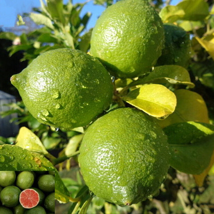 盆栽果树苗 柠檬苗 台湾香水柠檬苗南北方种植柠檬树苗 青皮红心柠檬