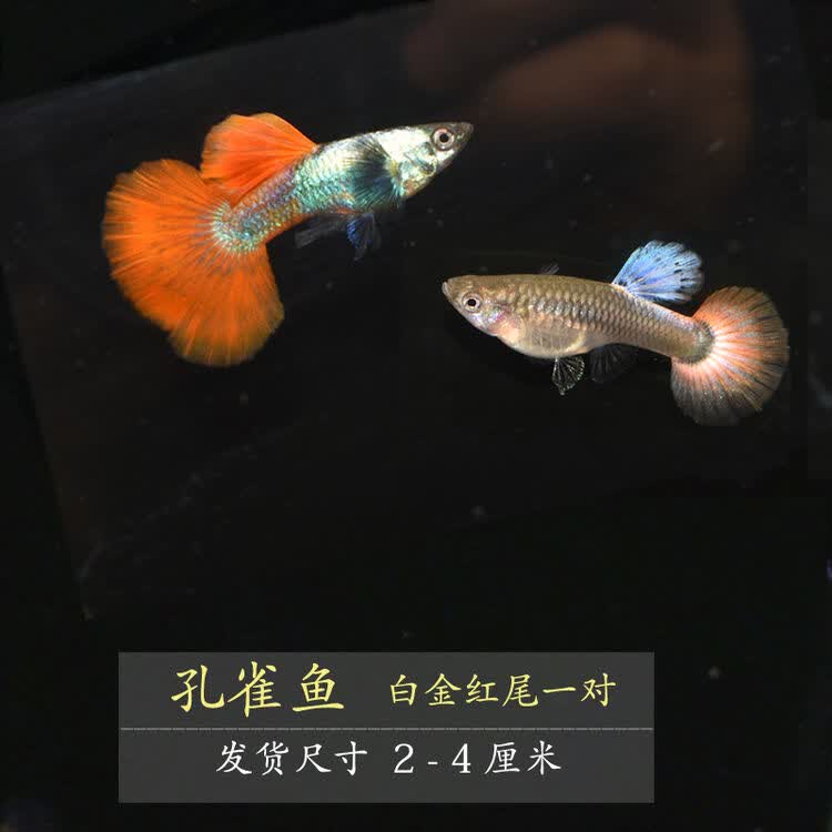 孔雀鱼活体凤尾鱼热带鱼纯种淡水小型胎生鱼观赏鱼活体配对装包活 桔