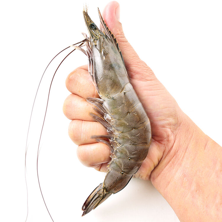 京东海外直采 泰国活冻白虾/女王虾(特大号)850g 17-26只/盒 原装进口