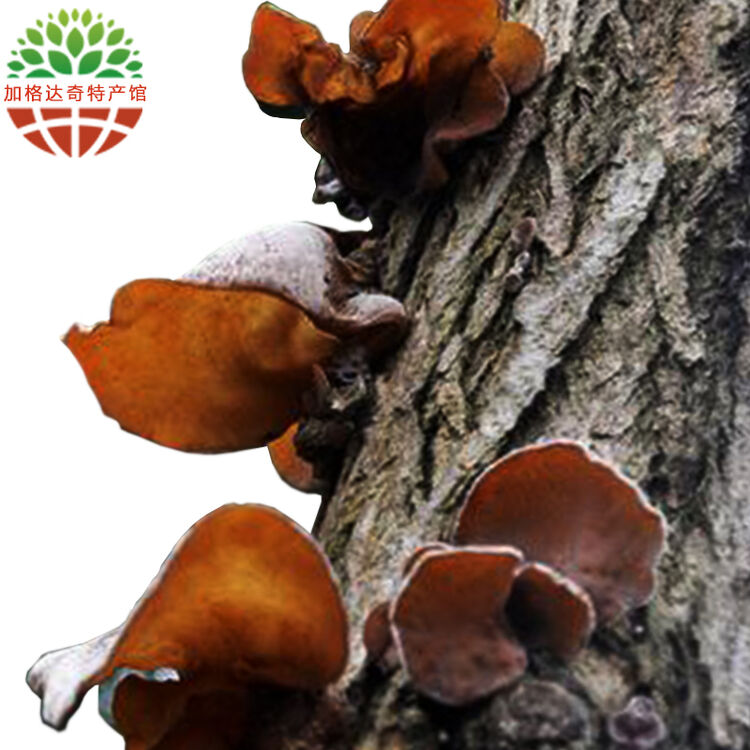 【加格达奇馆】塔哈尔河东北野生黑木耳特产菌类干货食品干货250g/袋