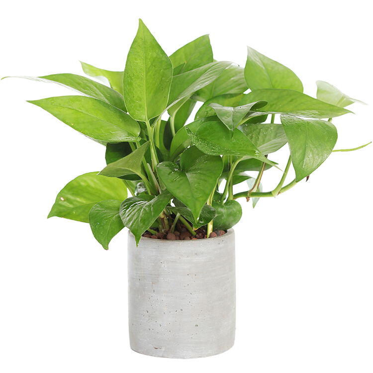 花七休 青叶绿萝水泥花盆 花卉绿植盆栽 室内居家桌面阳台办公室绿植