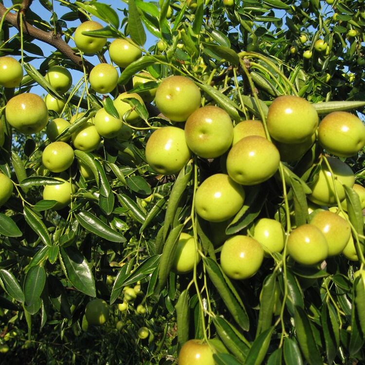 庭院阳台盆栽果树 枣子果树 嫁接水果苗 灵枣 4年苗