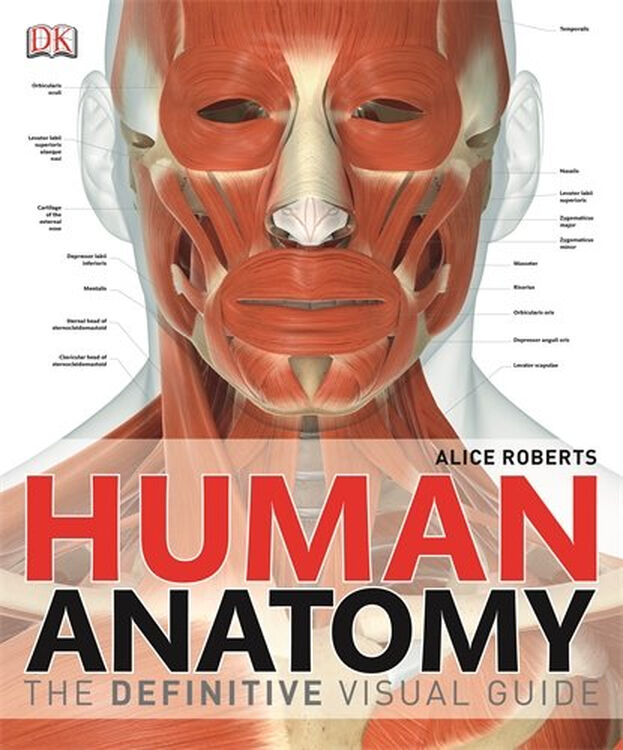 human anatomy