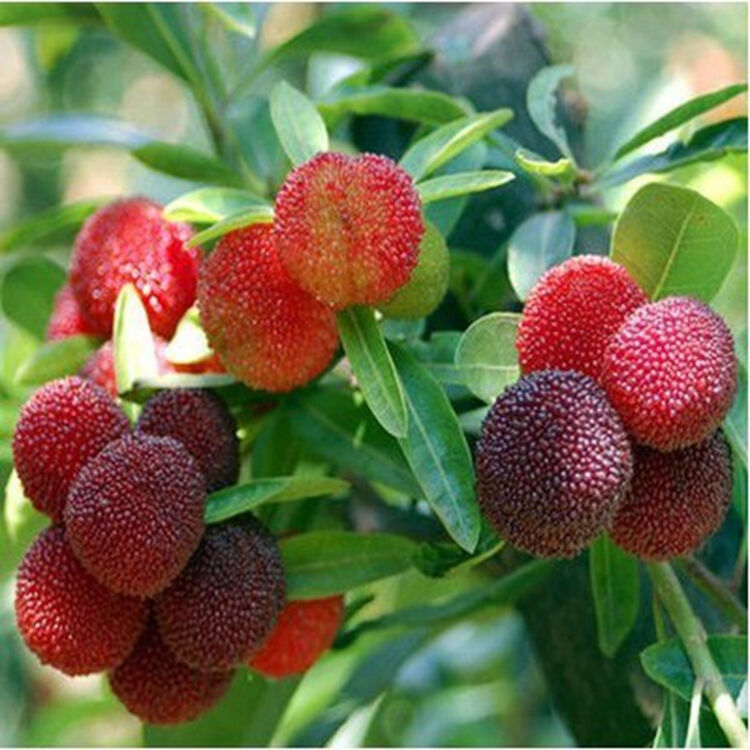 御春阁 正宗东魁杨梅树苗嫁接苗台湾黑高峰杨梅苗特大果树苗当年结果