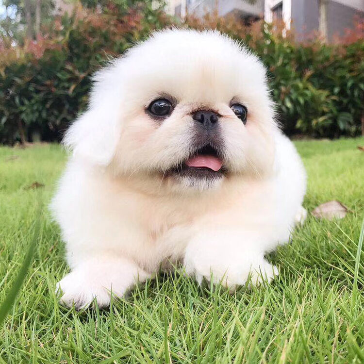 纯种京巴犬幼犬活体宠物狗狗宠物犬/北京犬/小型犬/白色 公