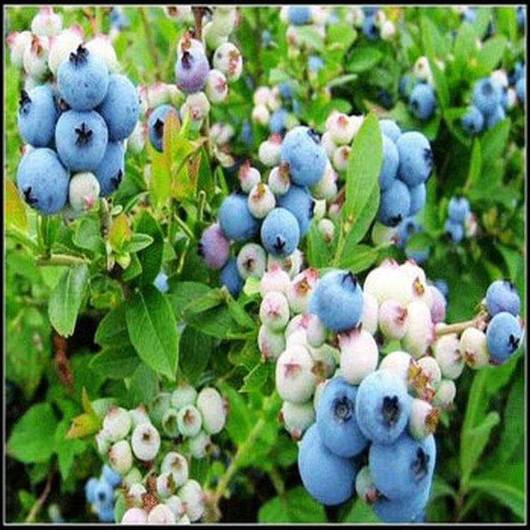 楚景 蓝莓苗 夏普蓝