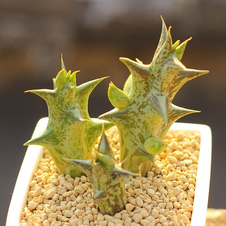 紫龙角多肉植物办公室绿植盆栽