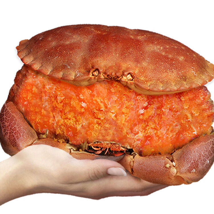 面包蟹种类图片