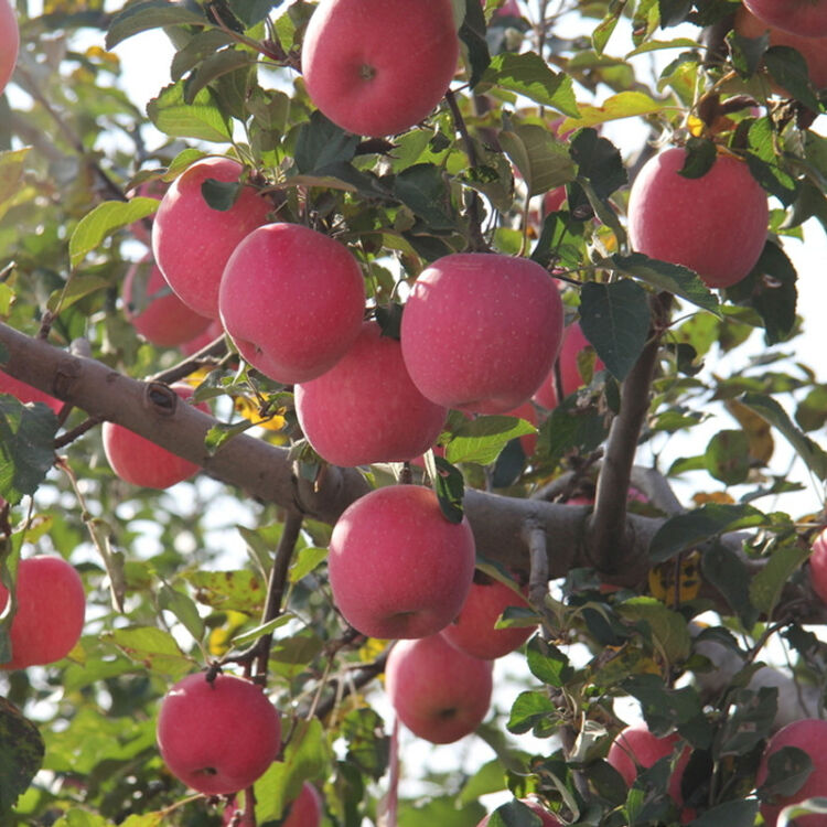 嫁接红富士苹果树苗红肉苹果苗庭院盆栽果树苗苹果树 红富士 三年小苗
