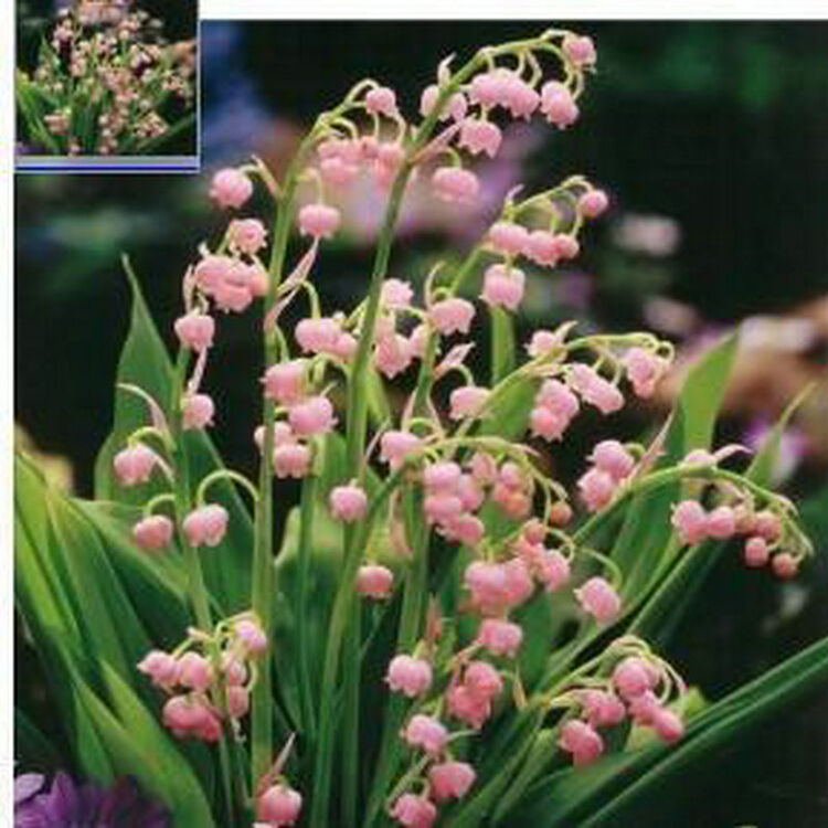 春天来了 铃兰花苗 君影草香水花根茎 盆栽苗根 球根 防辐射 绿植植物