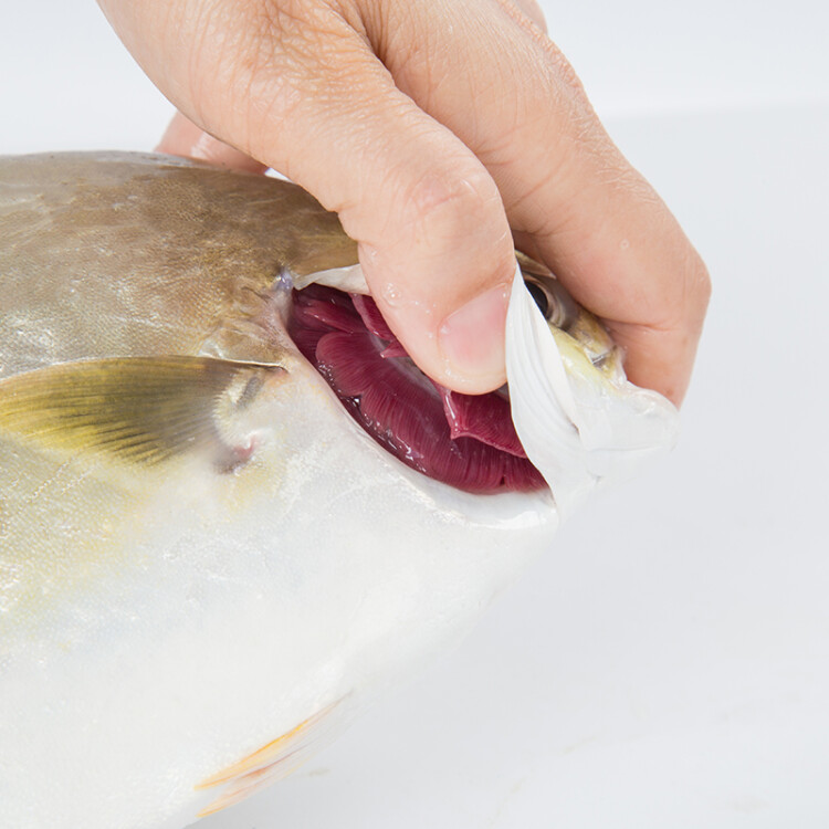 翔泰 冷冻海南大规格金鲳鱼550g1条 海鱼 生鲜鱼类 火锅 海鲜水产 光明服务菜管家商品 