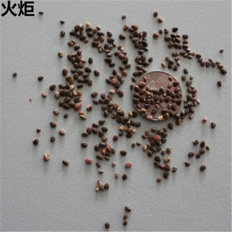 火炬树种鹿角漆种子林木种子观赏绿色植物种子 半斤