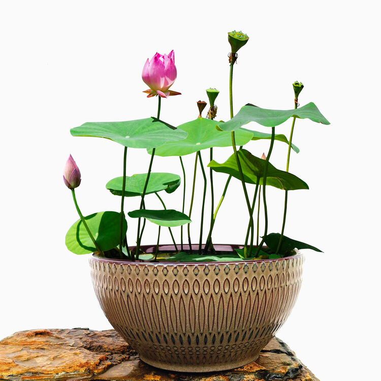 花e流 四季播种碗莲种子套餐莲花盆栽水培植物迷你睡莲室内水生荷花