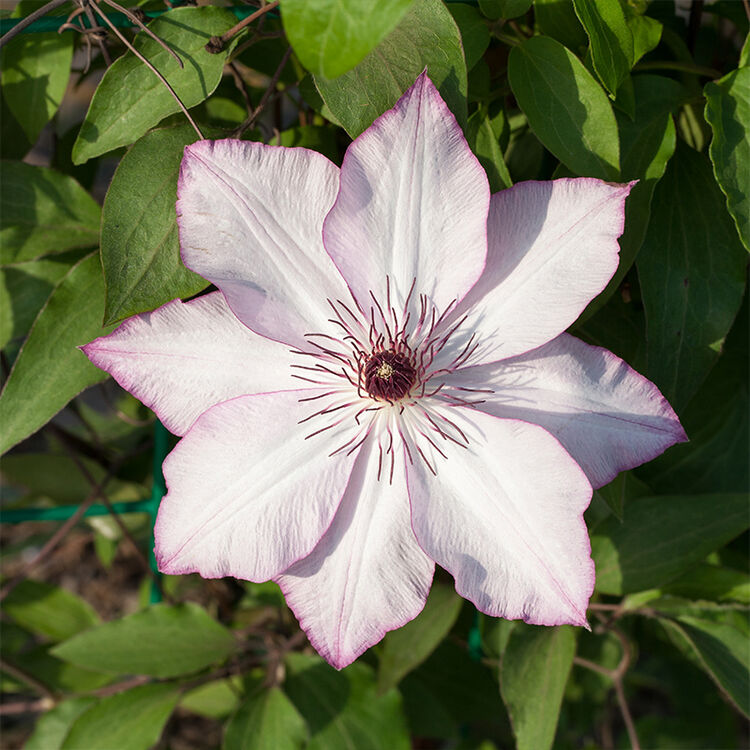 虹越进口铁线莲苗盆栽苗晚花大花型花园丰花系列庭院阳台爬藤花卉耐热