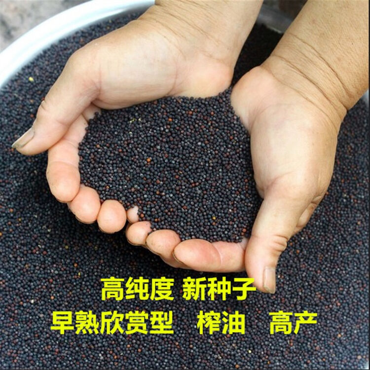 逍遥油菜籽批发高产榨油观赏油菜花种子榨油原料菜籽种子量大可以优惠