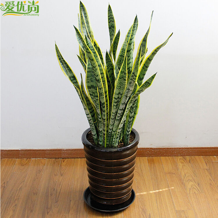 爱优尚虎皮兰办公室客室内吸甲醛净化空气防辐射植物大型绿植盆栽 黑