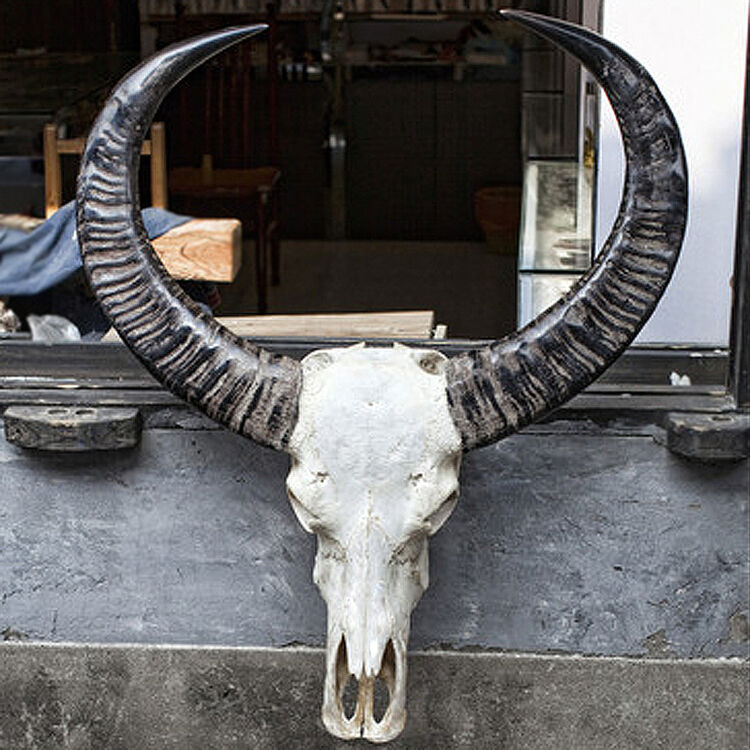 品特色壁饰手工艺礼品摆件高档动物头骨标本牛气冲天 侧面宽60-70cm