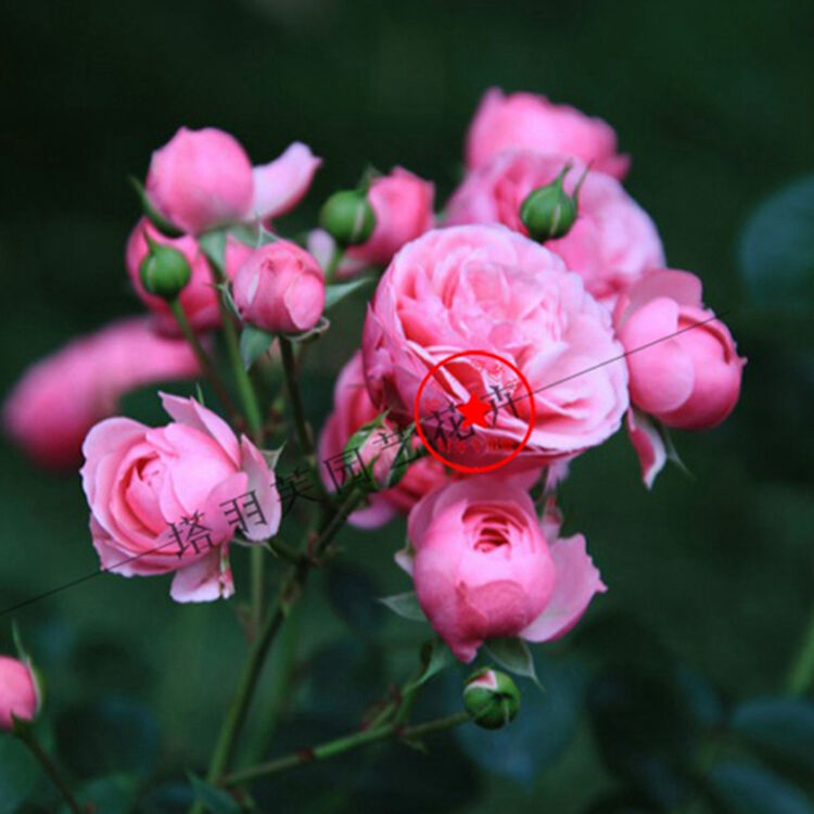 塔羽芙 莫萘 欧洲月季 可爱粉底 正宗欧月 严格对版 带盆载好包邮送