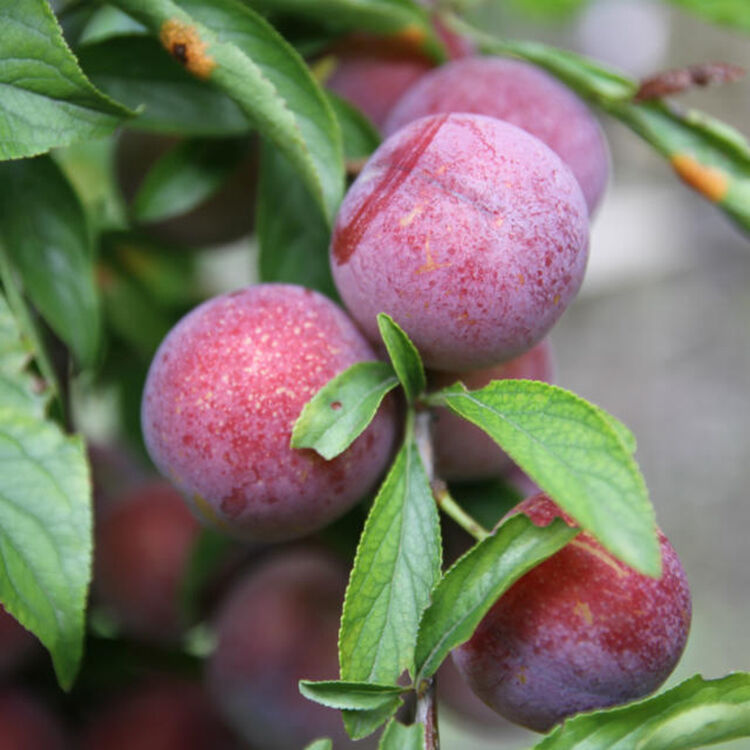正宗汶川脆红李子/四川红脆李/阿坝理县脱骨甜李子/新鲜水果/孕妇水果