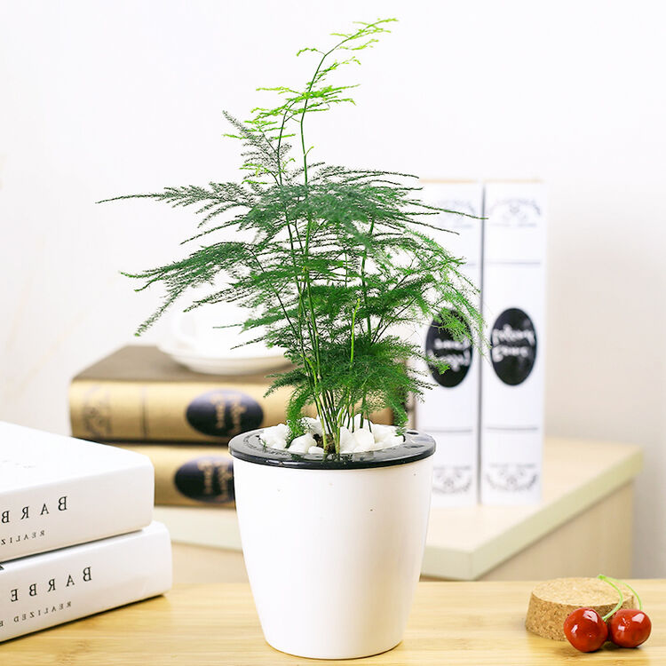 带盆栽好发货 白色吸水盆 文竹【图片 价格 品牌 评论】-京东