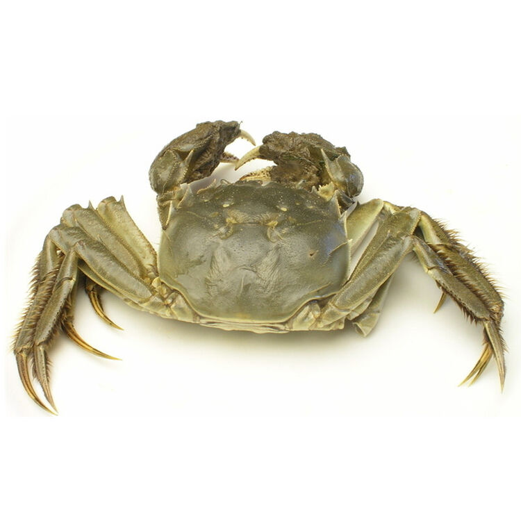 大闸蟹 母蟹4只装 单只约100g左右 cf
