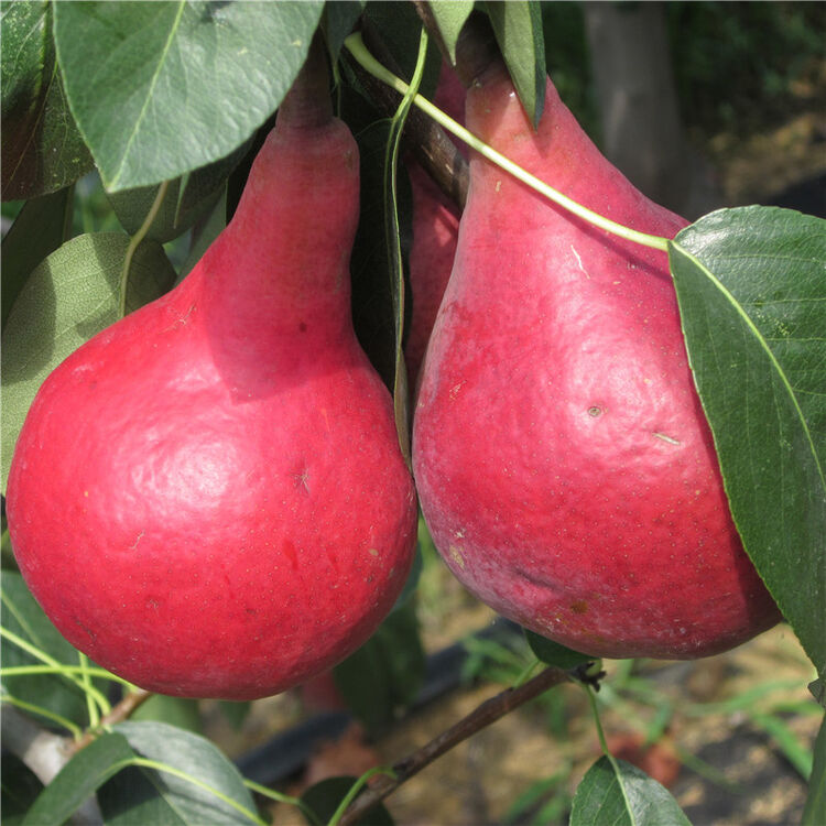 梨树苗果树苗盆栽庭院园林苗 八月红 3年苗