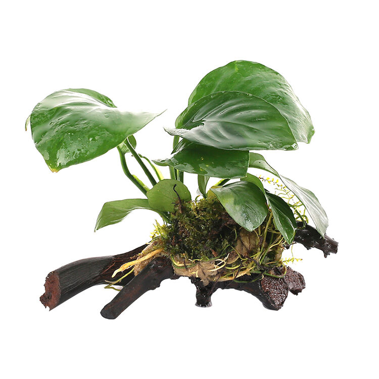 疯狂水草 鱼缸造景水草 好活易养沉木水榕 水族箱活体装饰真水草 单头