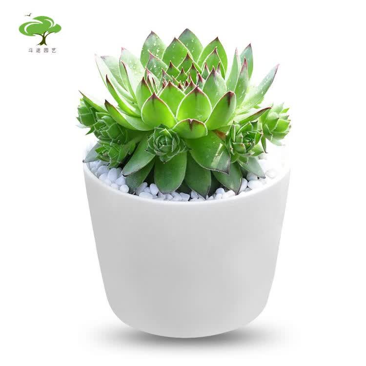 斗途园艺 盆栽绿植 绿色植物 直径6cm观音莲 12白瓷花盆 土