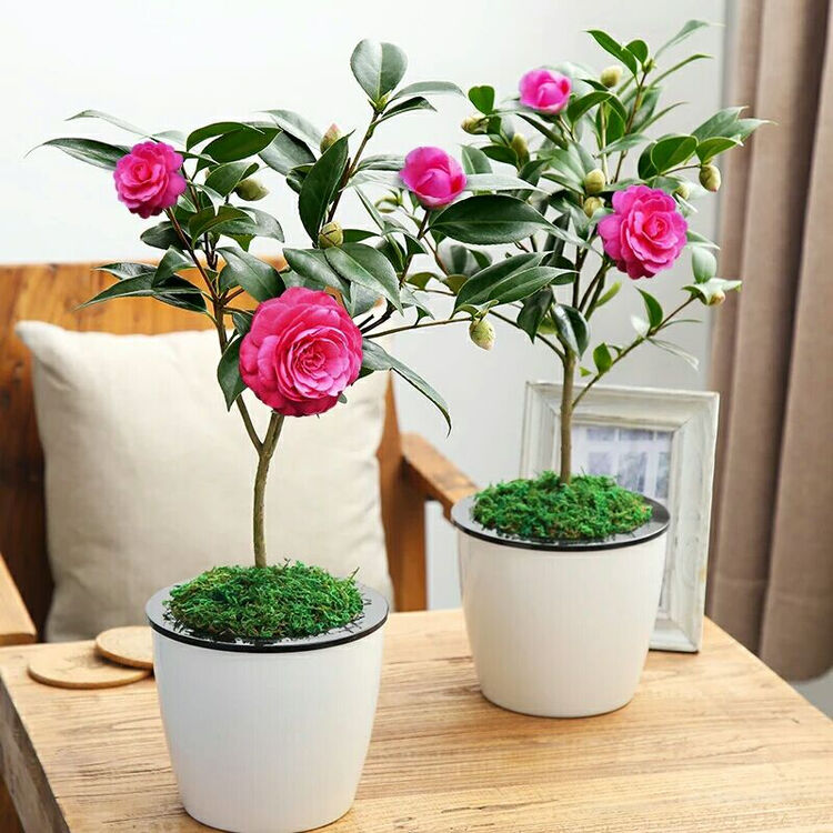 乐诗曼茶花苗绿萝栀子花苗茉莉花苗发财树绿植盆栽花卉阳台客厅办公室