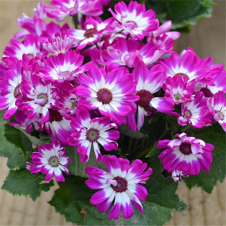 瓜叶菊种子花卉种子四季盆栽庭院绿化种子约30粒