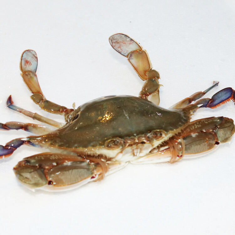 问鼎食神 野生三点蟹 750g 6只 海鲜水产