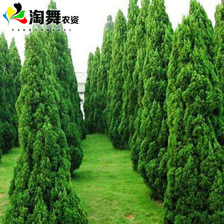 淘舞 四季青墓地松 扫墓树苗松树苗松柏侧柏桧柏柏树蜀桧宝塔松 龙柏