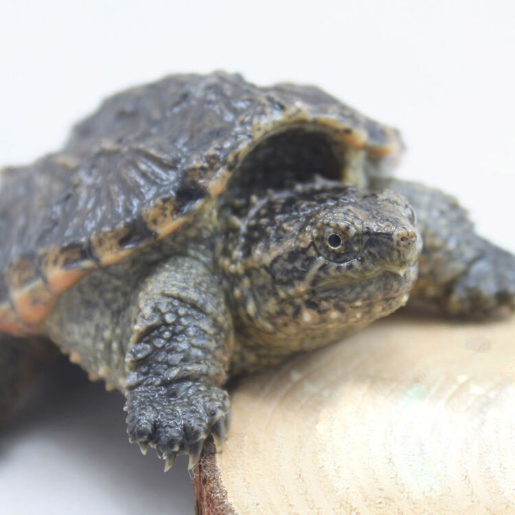 乌龟活体北美小鳄鱼龟招财镇宅安家观赏杂佛龟龟苗 3-4cm两只