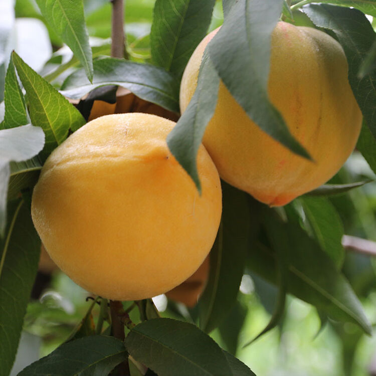 京东购物-商品详情