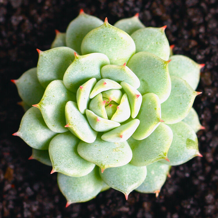 曼巧园艺 多肉植物 桃蛋 克拉拉 熊童子 雪莲 小球玫瑰锦 球松 黛比