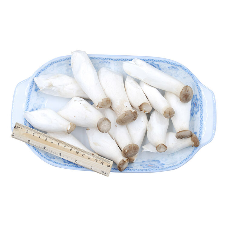 绿鲜知 小杏鲍菇 蘑菇 约300g 火锅涮菜 新鲜蔬菜