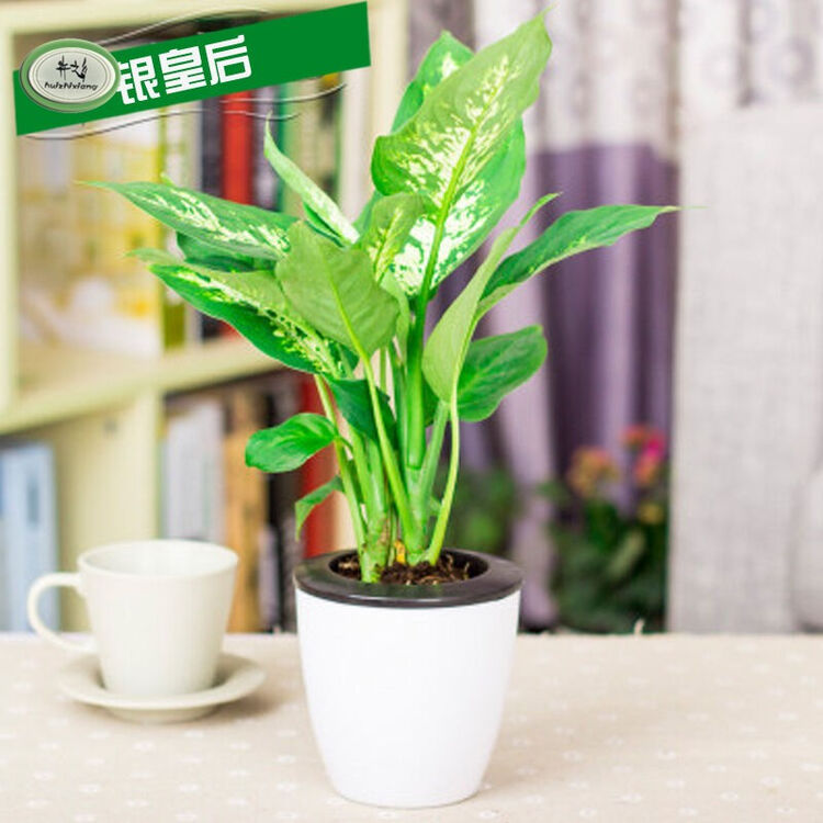 之乡特价迷你小盆栽自动吸水懒人必备 绿植防辐射去甲醛神器 v银皇后