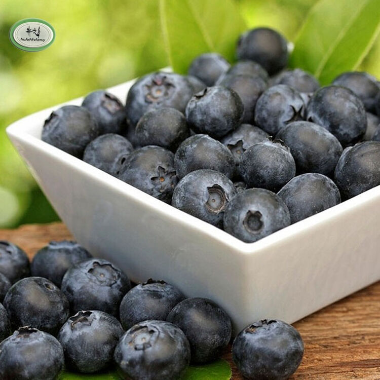 果树苗蓝莓树苗 绿植盆栽 南北方适合种植 绿植盆栽 果树苗木 黑珍珠