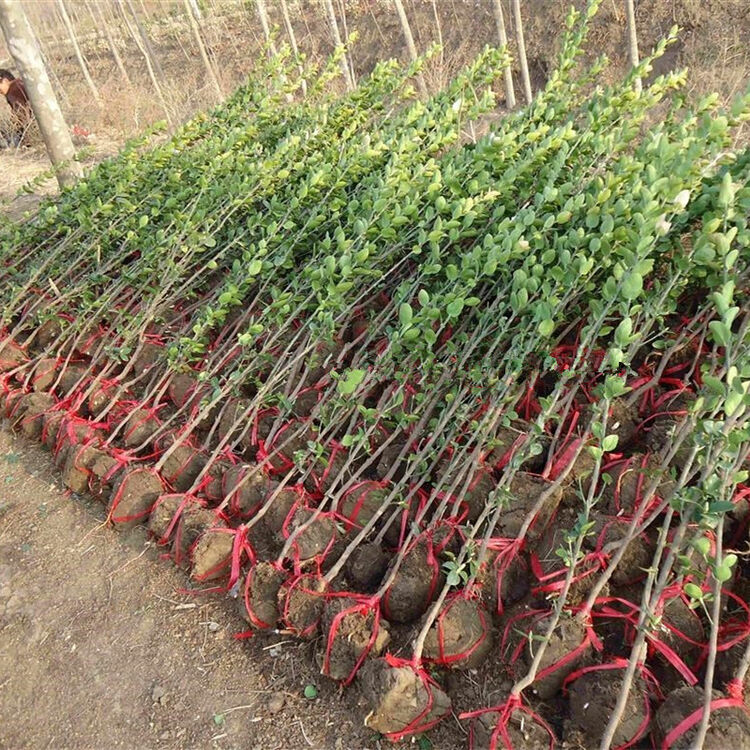 园林龙爪槐树苗绿化苗庭院风景观赏树树苗 80-1米高