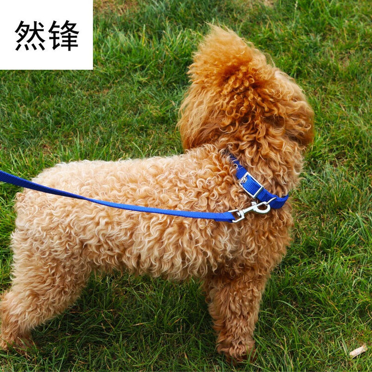 然锋 宠物用品素色泡棉牵引带项圈套狗脖套 zd 蓝 1.