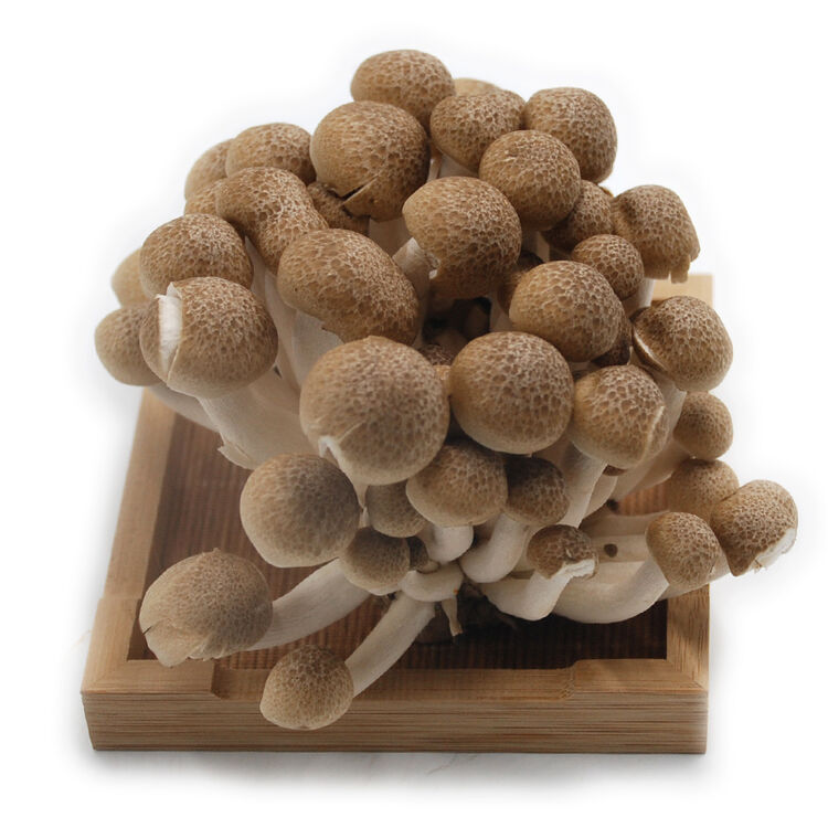 绿鲜知 黑蟹味菇 蘑菇 约150g 火锅涮菜 新鲜蔬菜