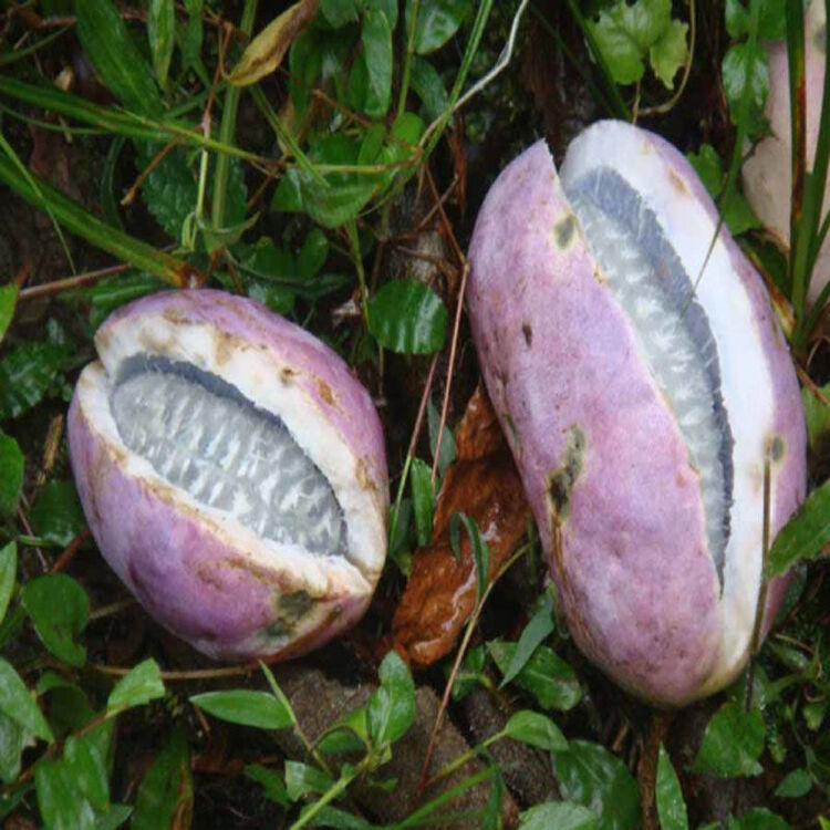 京东购物-商品详情