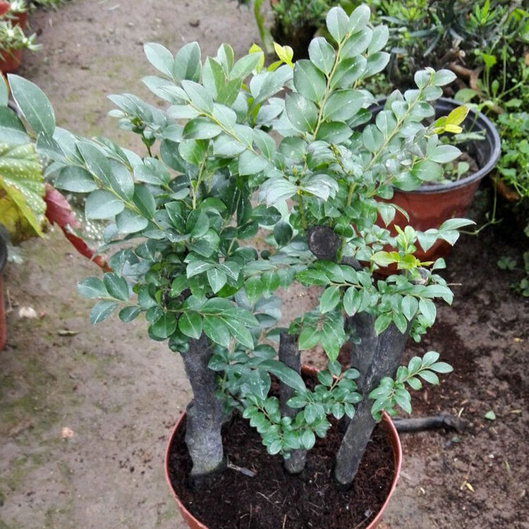 沁心园 小叶紫檀木 小叶紫檀苗 黑檀树苗树桩盆景办公室内桌面绿植