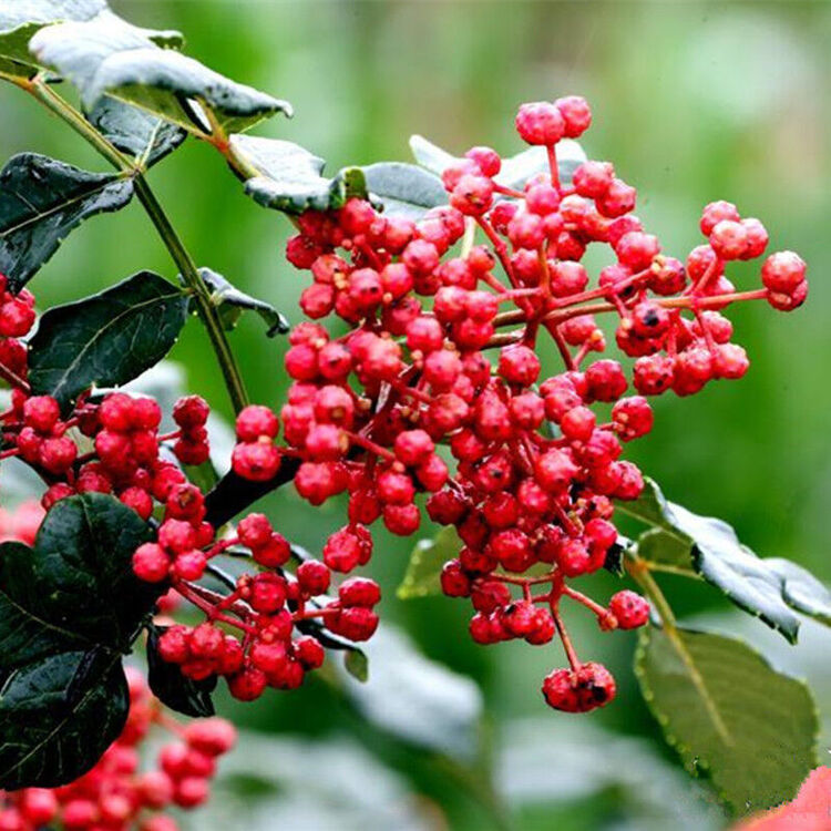 京东购物-商品详情