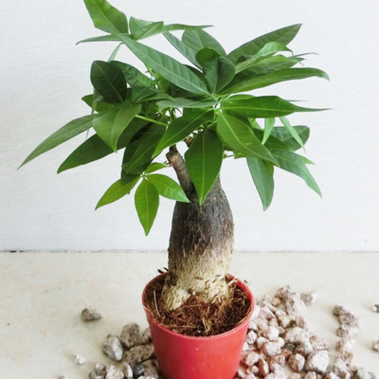 直生小发财树家居室内桌面办公室盆栽花卉绿色植物迷你净化空气 红色