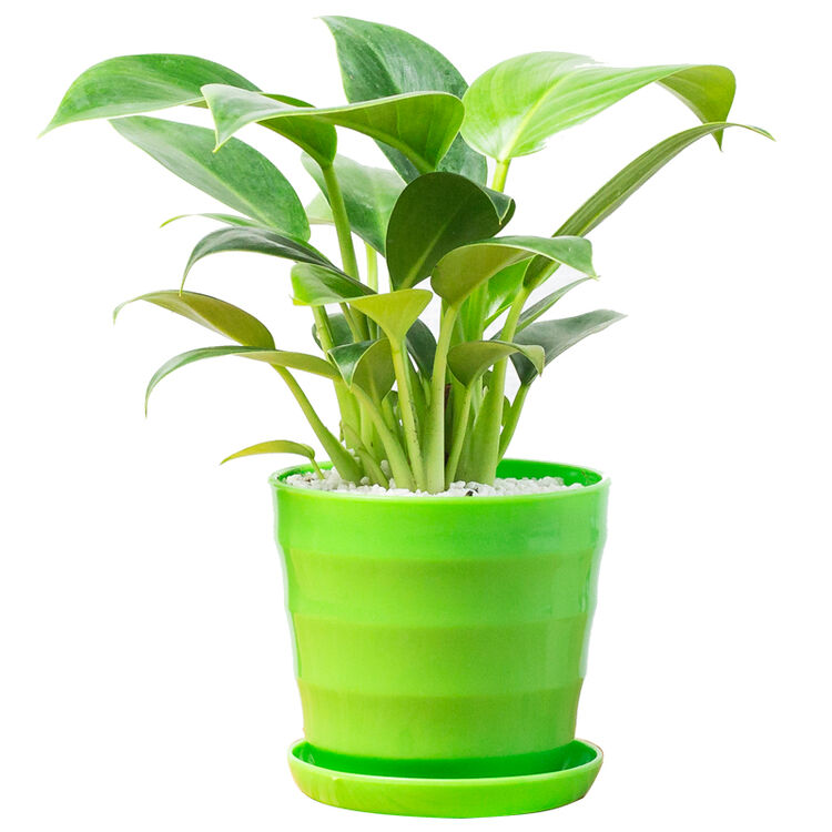 红豆hodo 金钻盆栽套装 百合盆绿色 室内绿植花卉盆栽 金钻*1 百合盆*